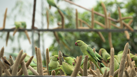 The 'Birdman' Of Gujarat Feeds Thousands Of Birds Every Day