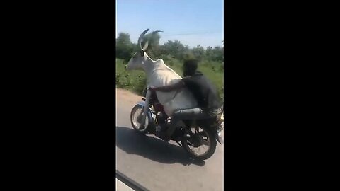 Cow Cary in bike!! Funny shots video 😀😀😀😀😀