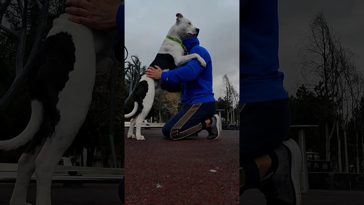 Pure love 😇 #shortvideo #love #amstaff #viral #amstafflove #amstaffpuppy #goodfriends