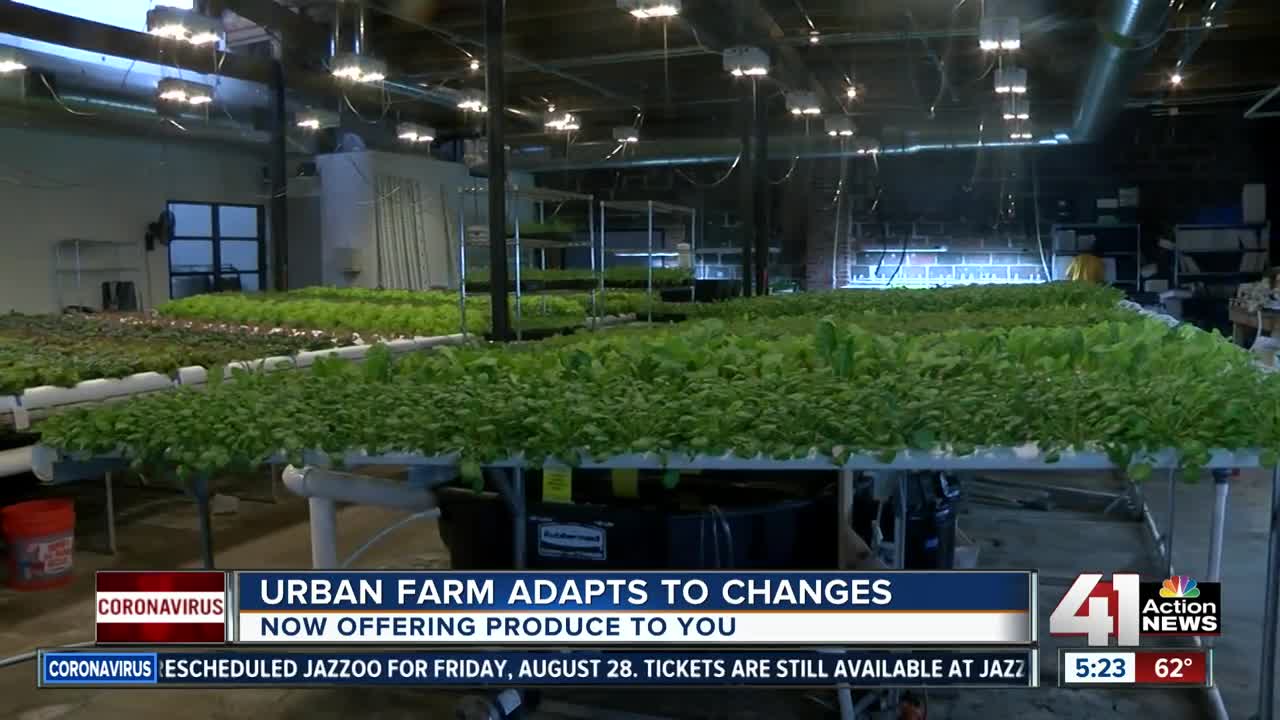 As restaurants order less, urban farm adapts during pandemic