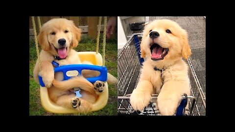 Baby Dogs - Cute and Funny Dog Videos Compilation #20 | Aww Animals