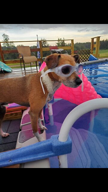 Goggle-wearing pup loves to swim in the pool
