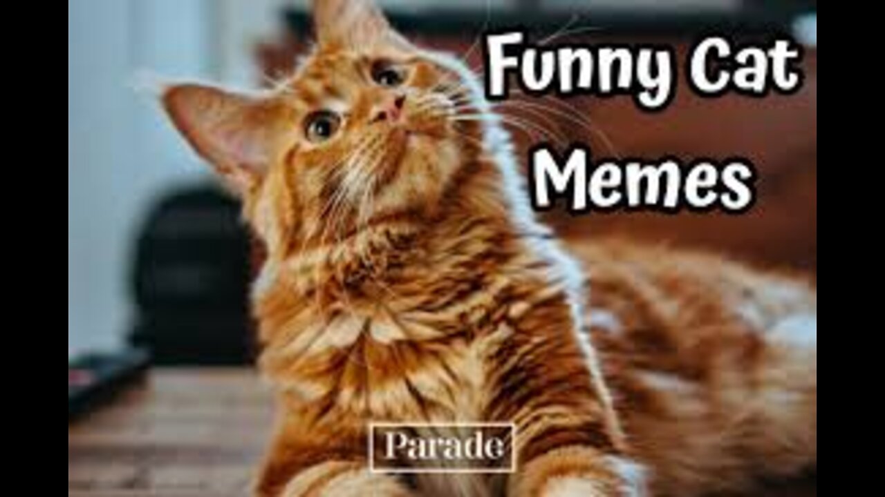 funny cats and dogs ---- _shorts _ funny cat reaction video