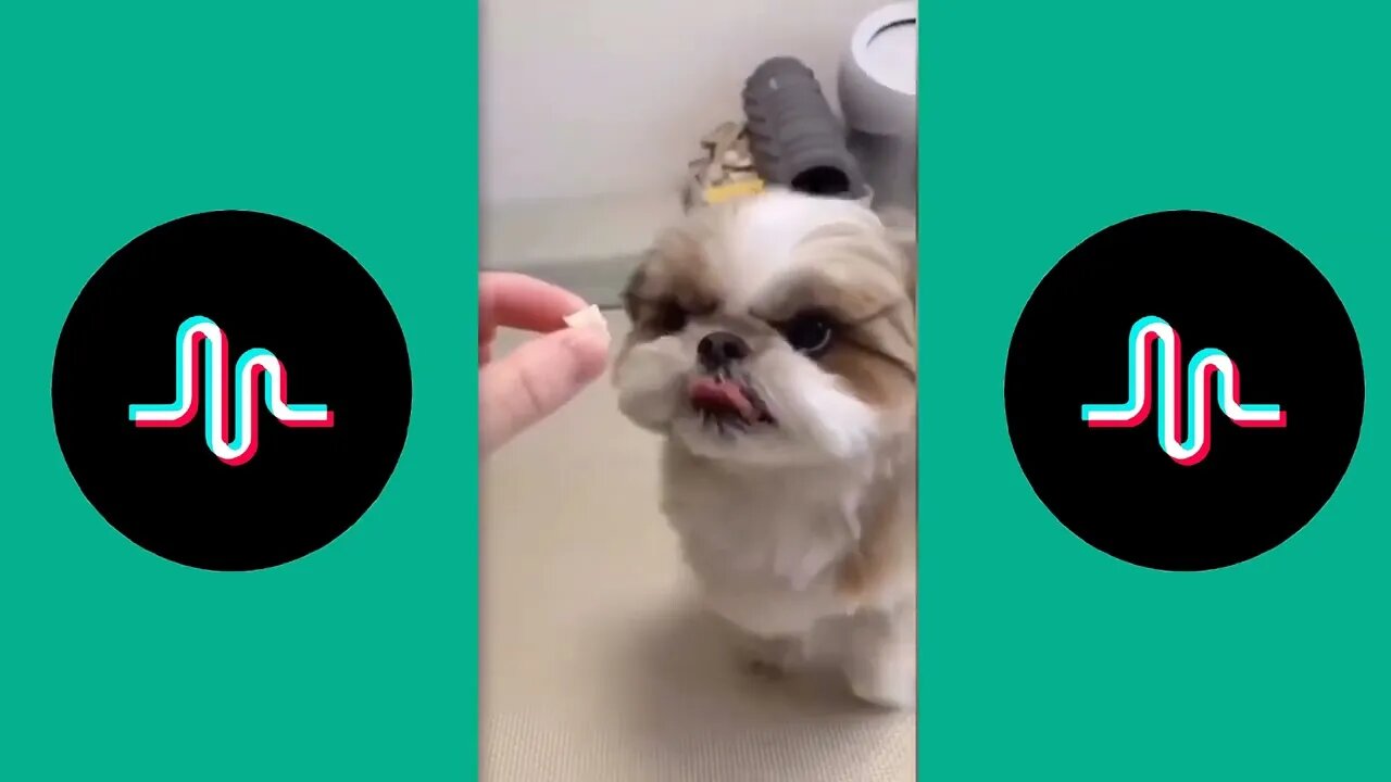 Best Funny Animals Videos 2023: Funniest Dog And Cat Videos