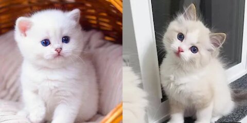 Beautiful funny cats