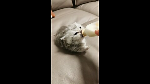 Cute little kitty