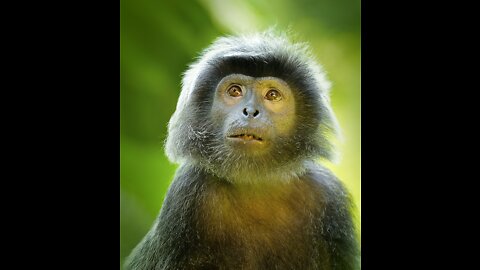 Monkey funny
