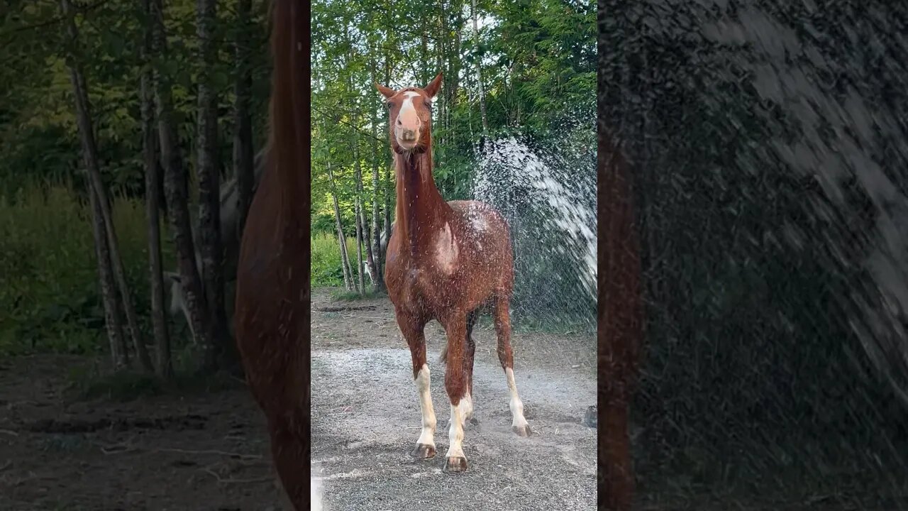 Horse loves a Bath #shortvideo #funny #horse