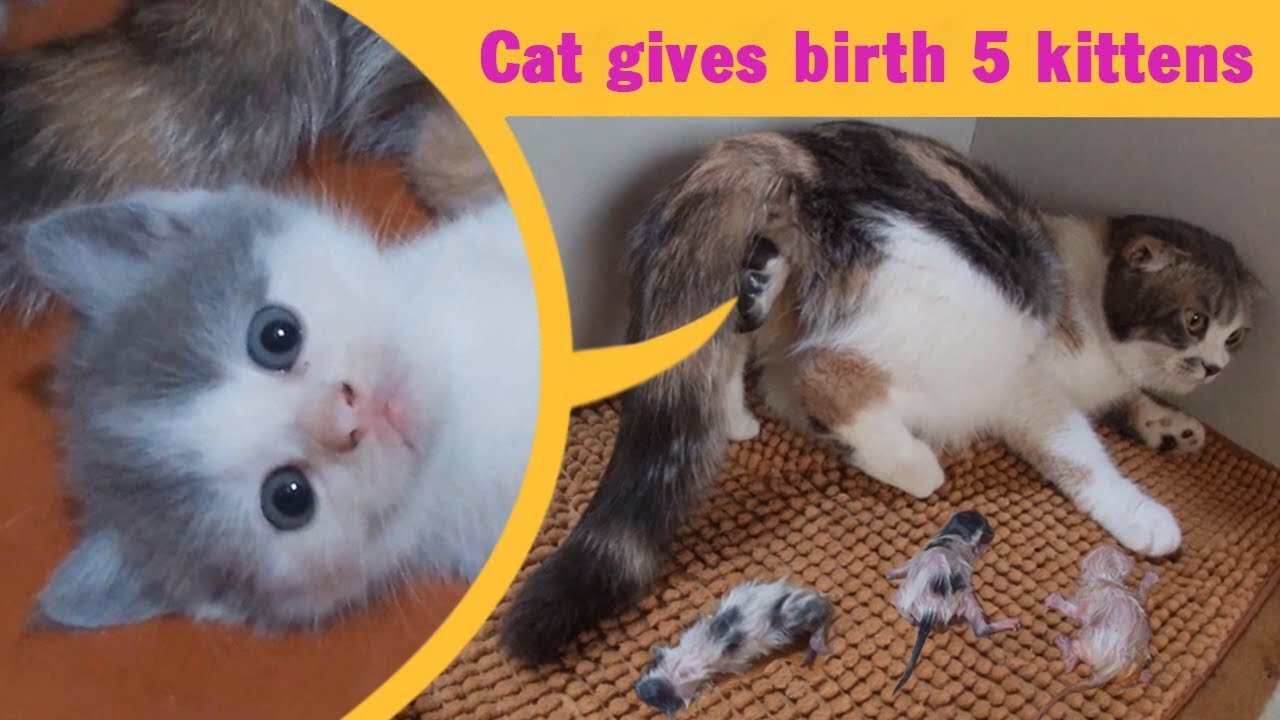 Cat Giving Birth: Cat Gives Birth To 5 Kittens