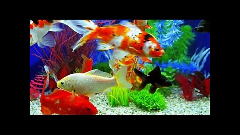 Colorful fishes