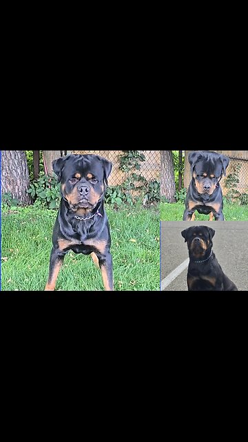 Dur Part #2 XXL RI MOBY DICK.