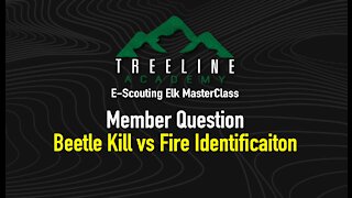 E-Scouting Elk MasterClass Member Question - Beetle Kill vs Fire Zone Identification