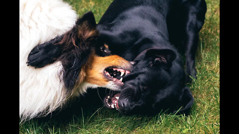 dog fight in the street