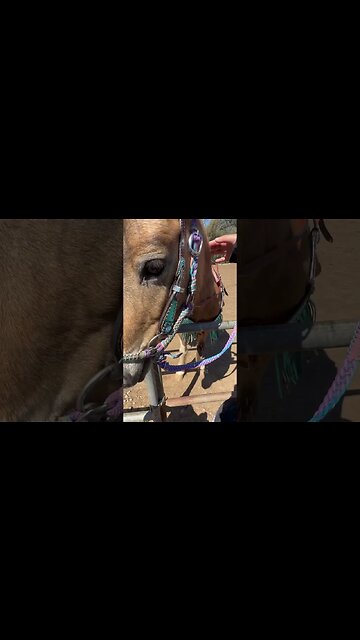 Horses do bite😂😆😂🤔