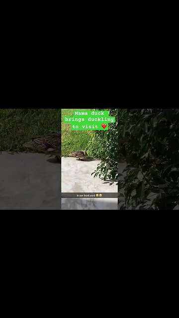 Mama duck brings baby duckling to visit ❤️