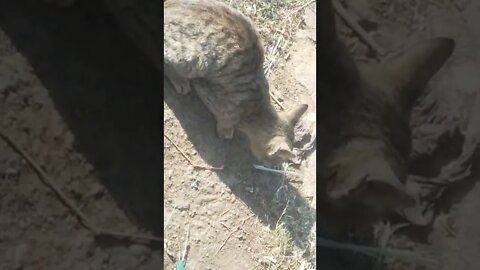 billi khana khate huwa #short #youtubeshorts #sorts