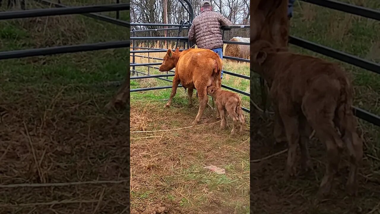 Cow Trouble! @UncleTimsFarm