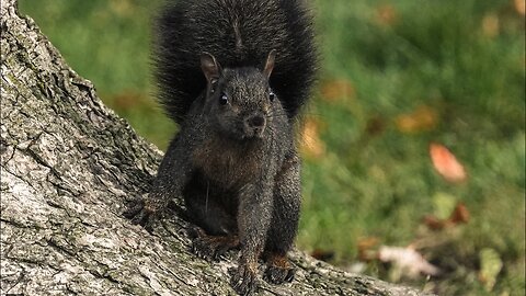 Squirrels at Play in Autumn Leaves