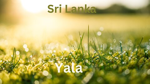 Yala - This Is Sri Lanka