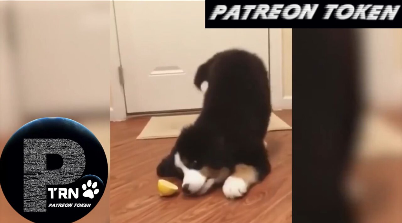 Patreon Token - Funny Pet Animals' Life: The Funniest and Cutest Cats and Dogs