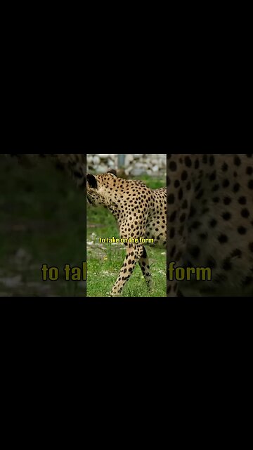 Encantado | Daily Dose Of Fact #shorts