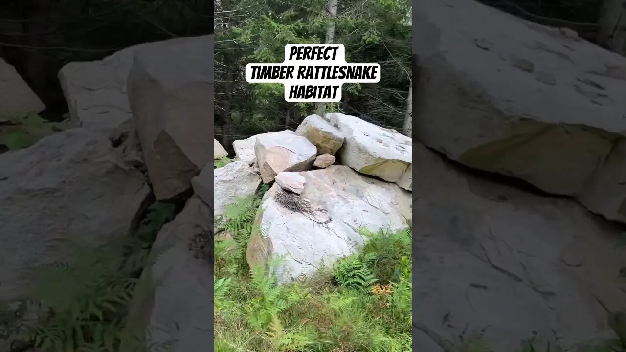 9 RATTLESNAKES IN 60 SECONDS #reptiles #snakes #wildlife #animal #herpetology #rattlesnake #snake