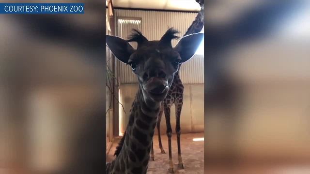 Cute! Baby giraffe born at the Phoenix Zoo