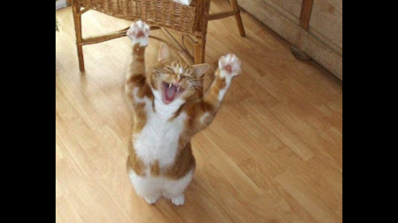 The best funny animals and people videos