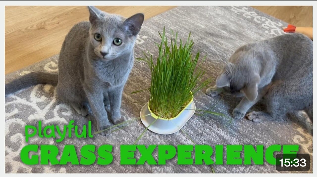 Kitten Monty & Missy Fresh ORGANIC Cat Grass Experience