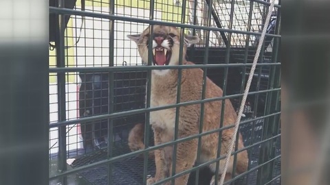 Mountain lion attacks dogs near Ketchum