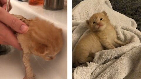 First Kitten Bath - 2 Weeks Old