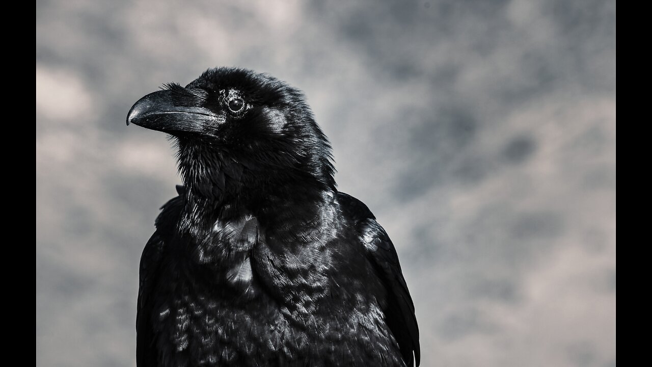 Birdsong Bliss: Tranquil Black Bird Chirping