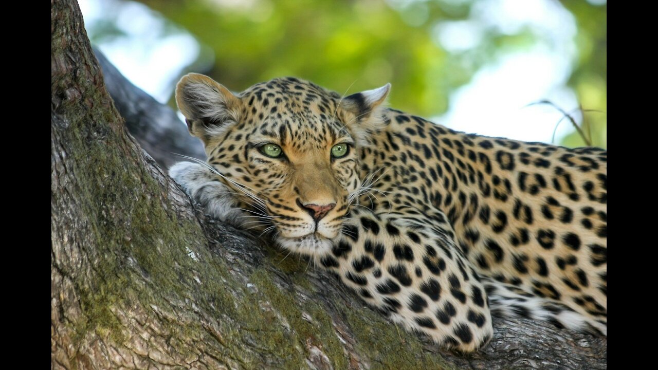 Leopard caught the deer to eat