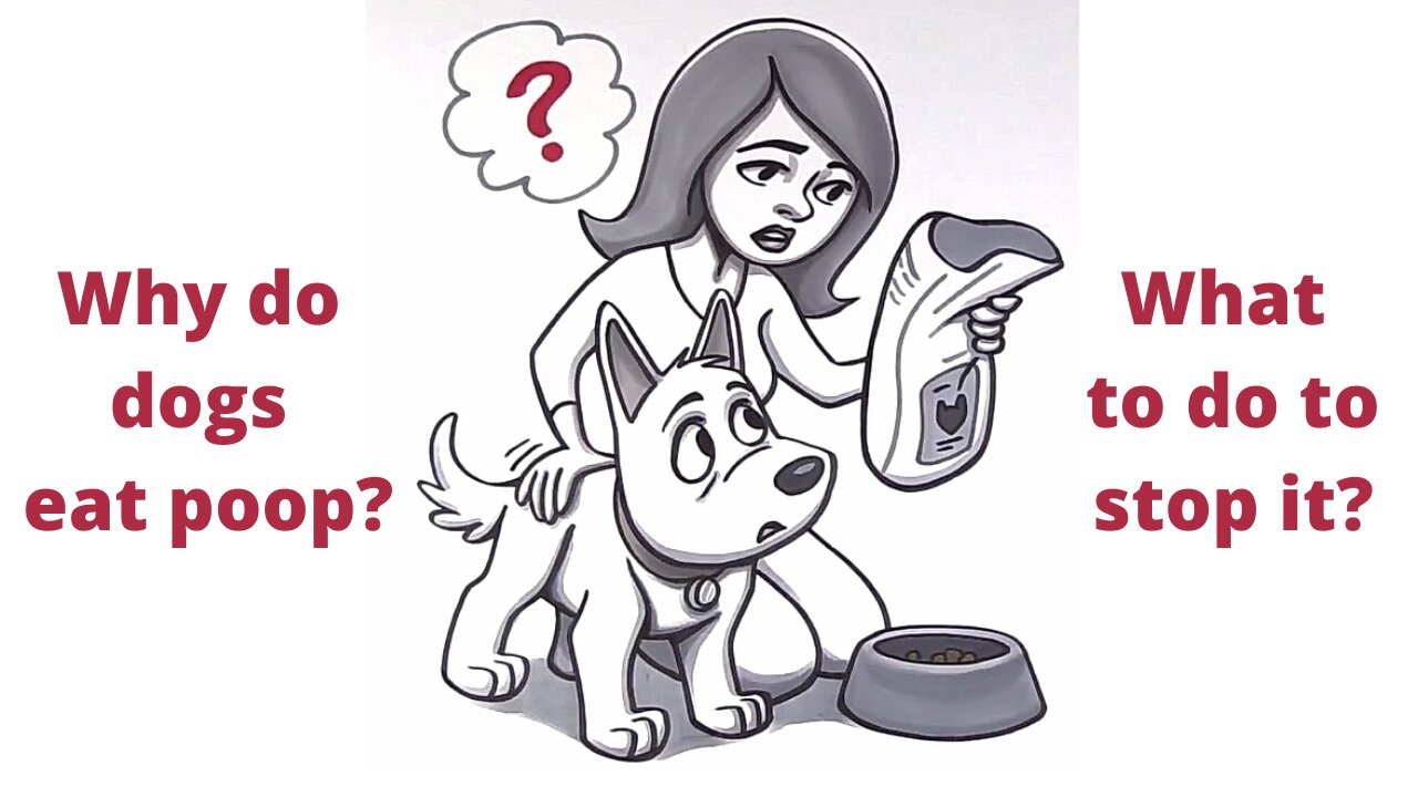 Why Do Dogs Eat Poop? How to Stop Poop Eating in Dogs?