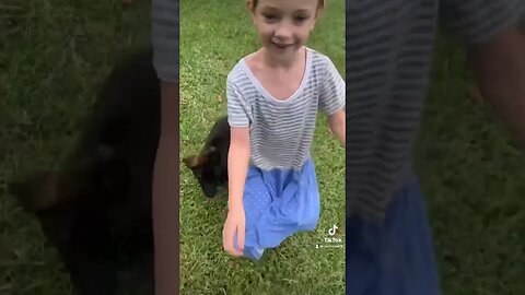 Puppies and children. The best combo. #dutchshepherdpuppy