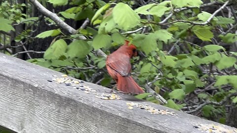 Male Cardinal