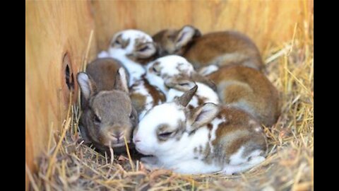 The rabbit will give birth soon, and now it is drinking Swin water