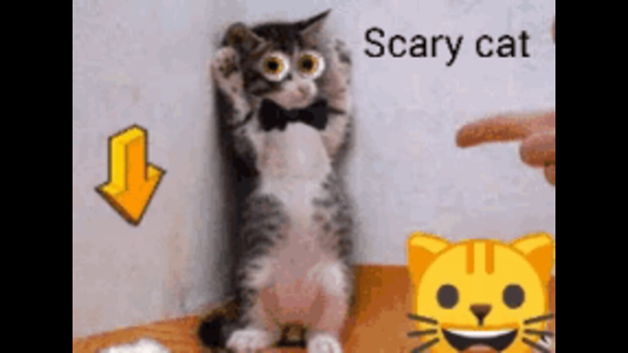 Cat Scares