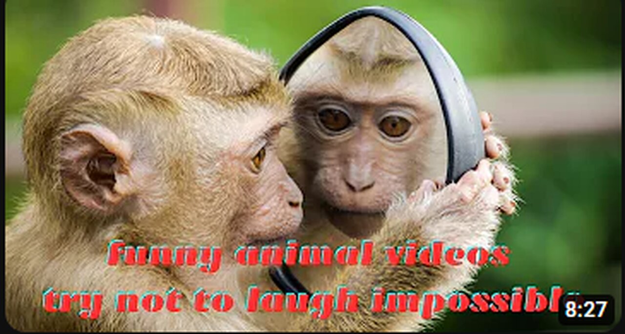 funny animal videos try not to laugh impossible