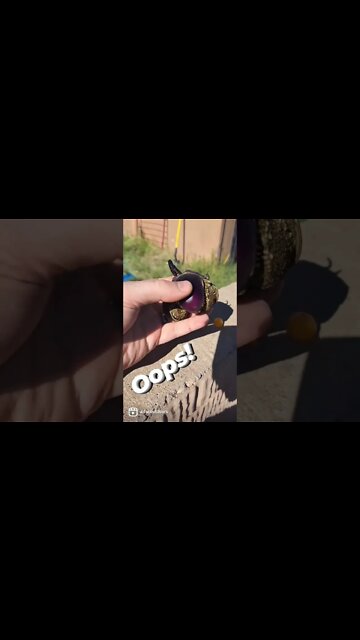 Freezing Temperatures and Forgotten Eggplant. Oops.