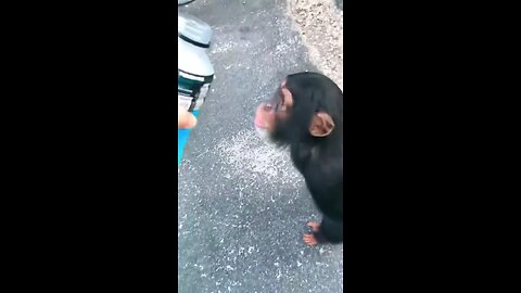 Monkey drinking