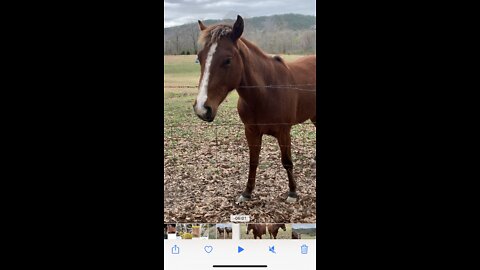 Mischievous colt makes owner pet him.