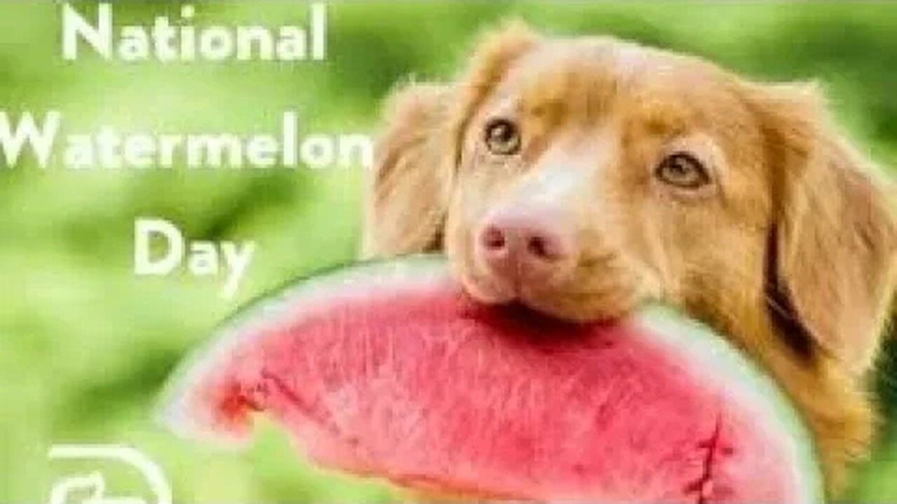 Lunchtime Chat-Watermelon Day