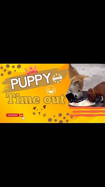 Puppy Time Out - Funny Video