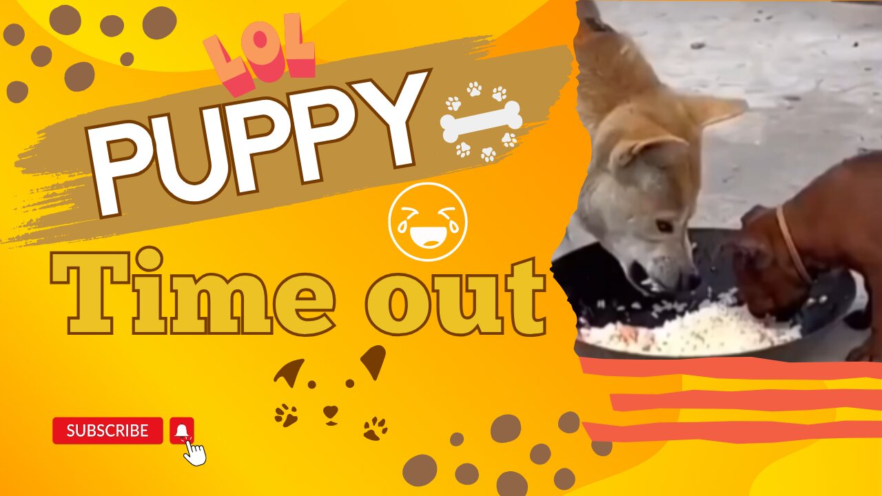 Puppy Time Out - Funny Video