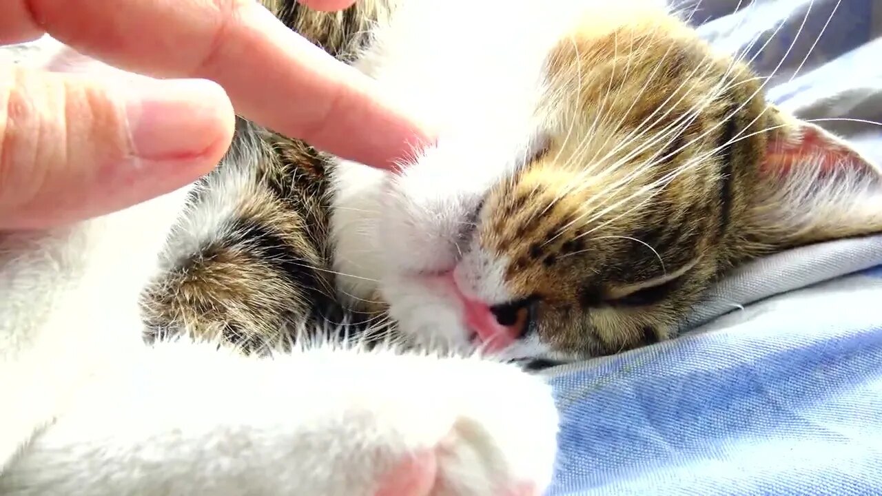 Kitten Stretches His Toe Beans