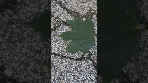 that's a big big leaf #shorts