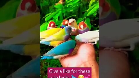 feeding cute birds 🐦 #funnyanimalsvideo #cutevideostatus #funnypets #baby #bestanimalsvideos#youtube