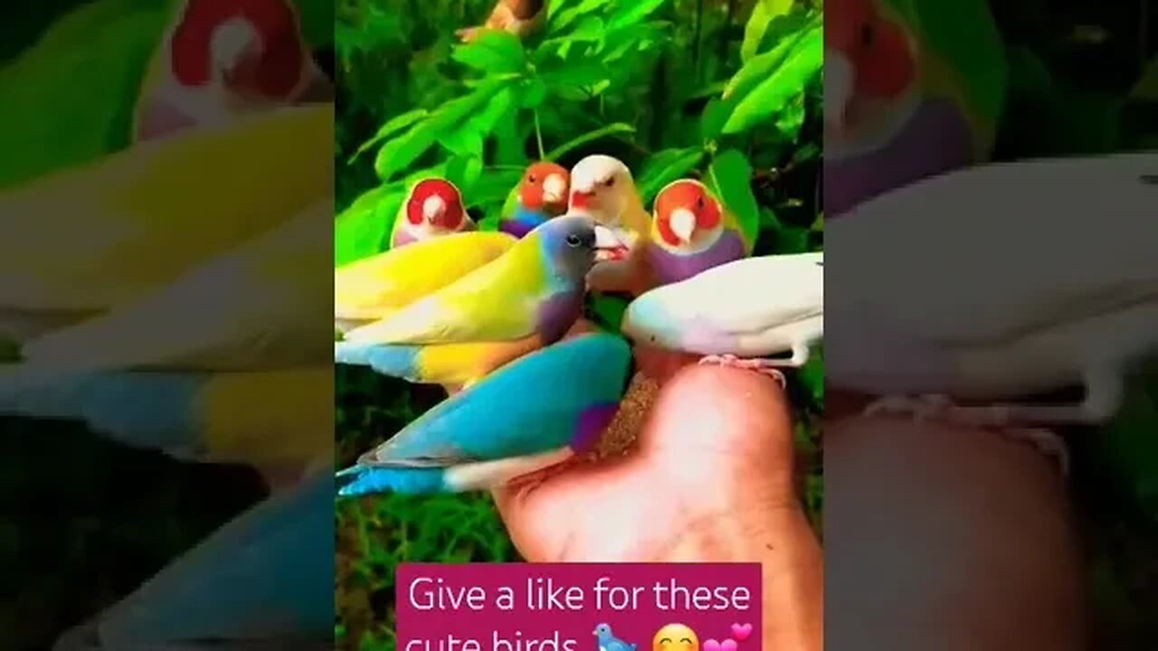 feeding cute birds 🐦 #funnyanimalsvideo #cutevideostatus #funnypets #baby #bestanimalsvideos#youtube