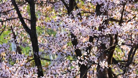 "Petals in the Wind: The Beauty of Cherry Blossoms"
